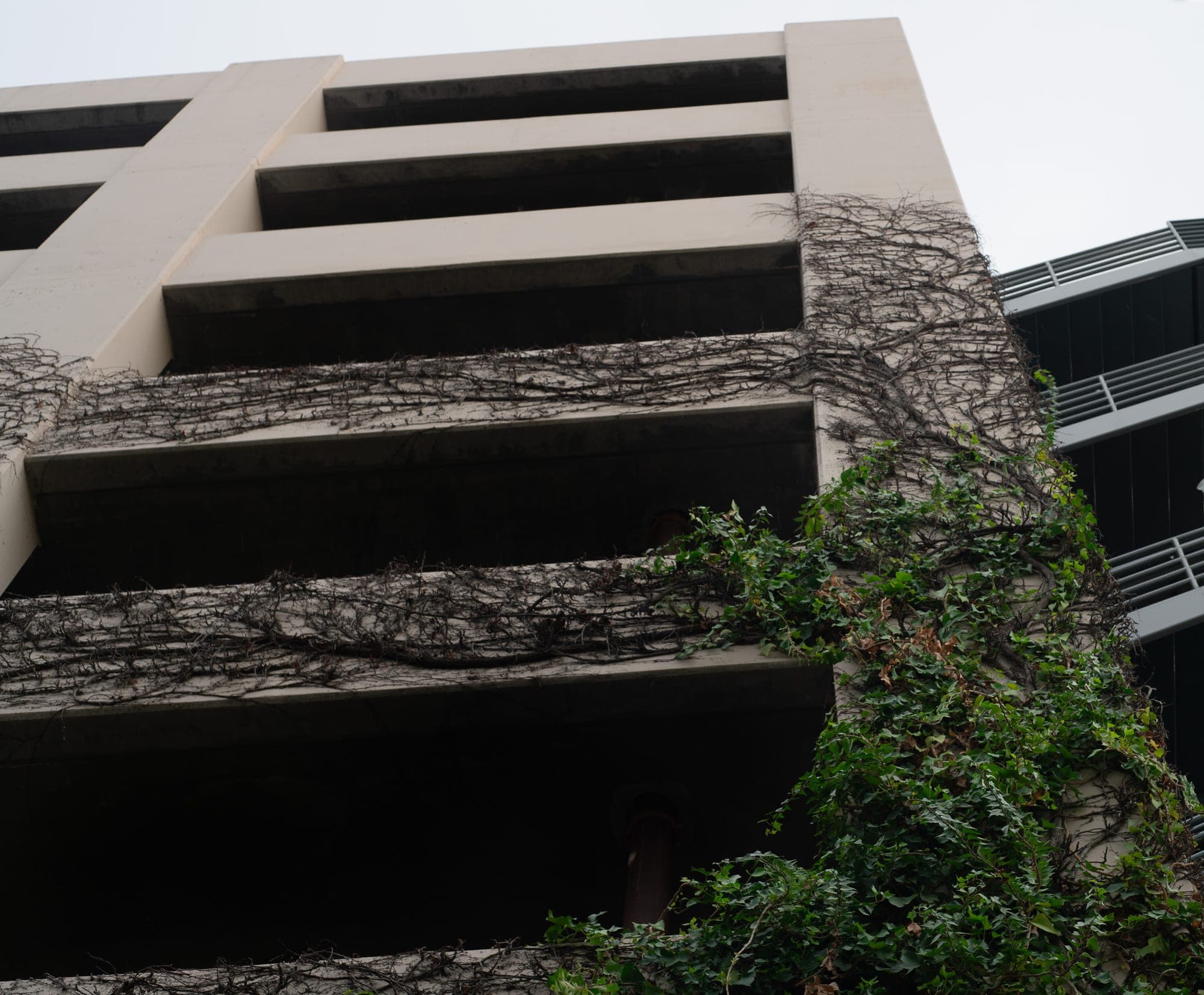 Bare ivy climbing the concrete face of a downtown parking structure