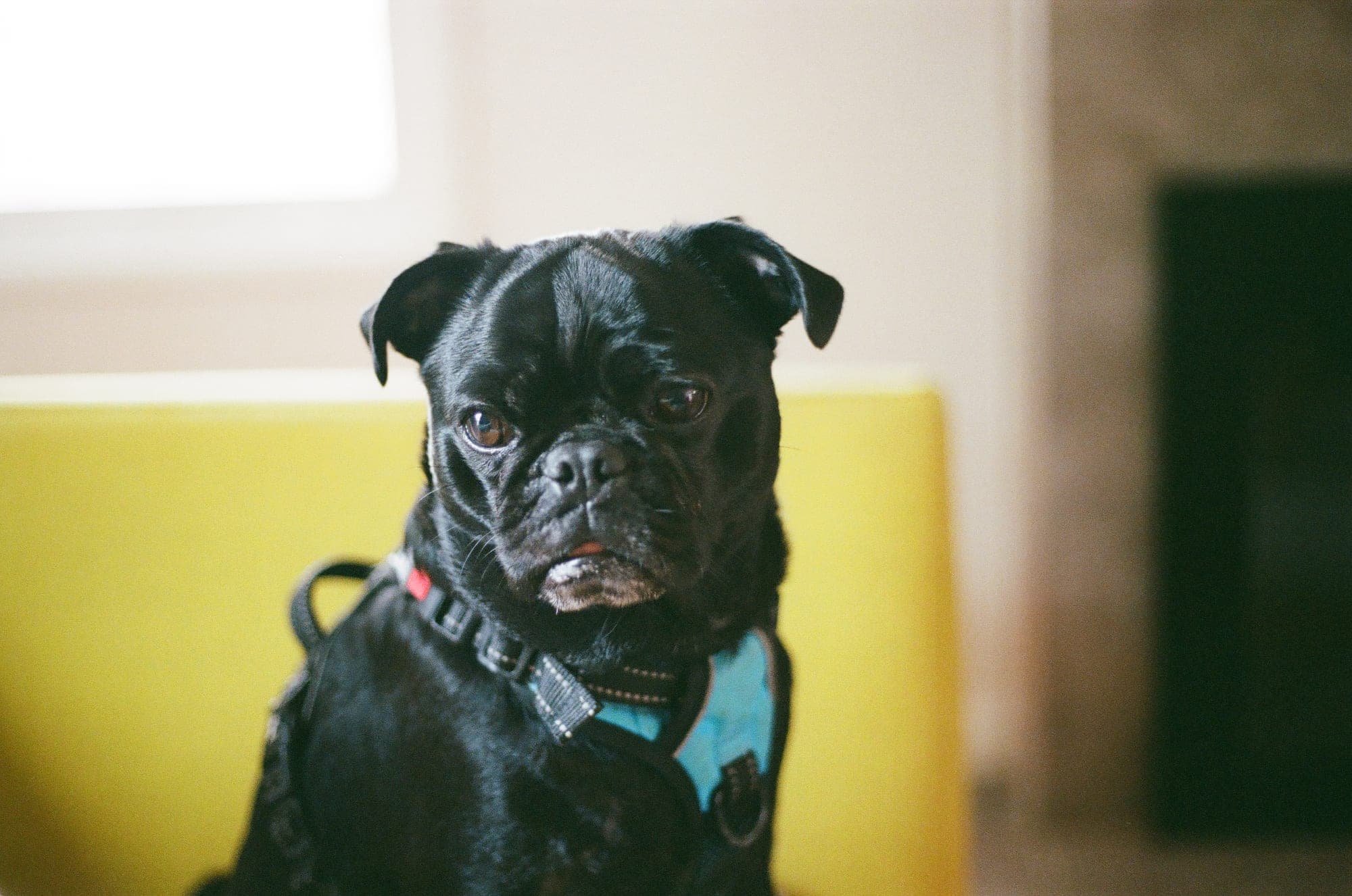 Film portrait of a black pug looking into the camera from a mustard-yellow chair