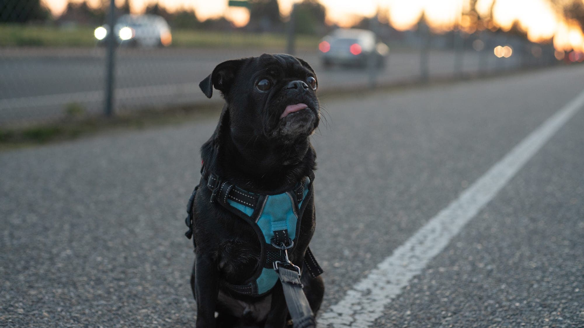 Black pug in a teal harness sitting on the road at sunset, tongue out