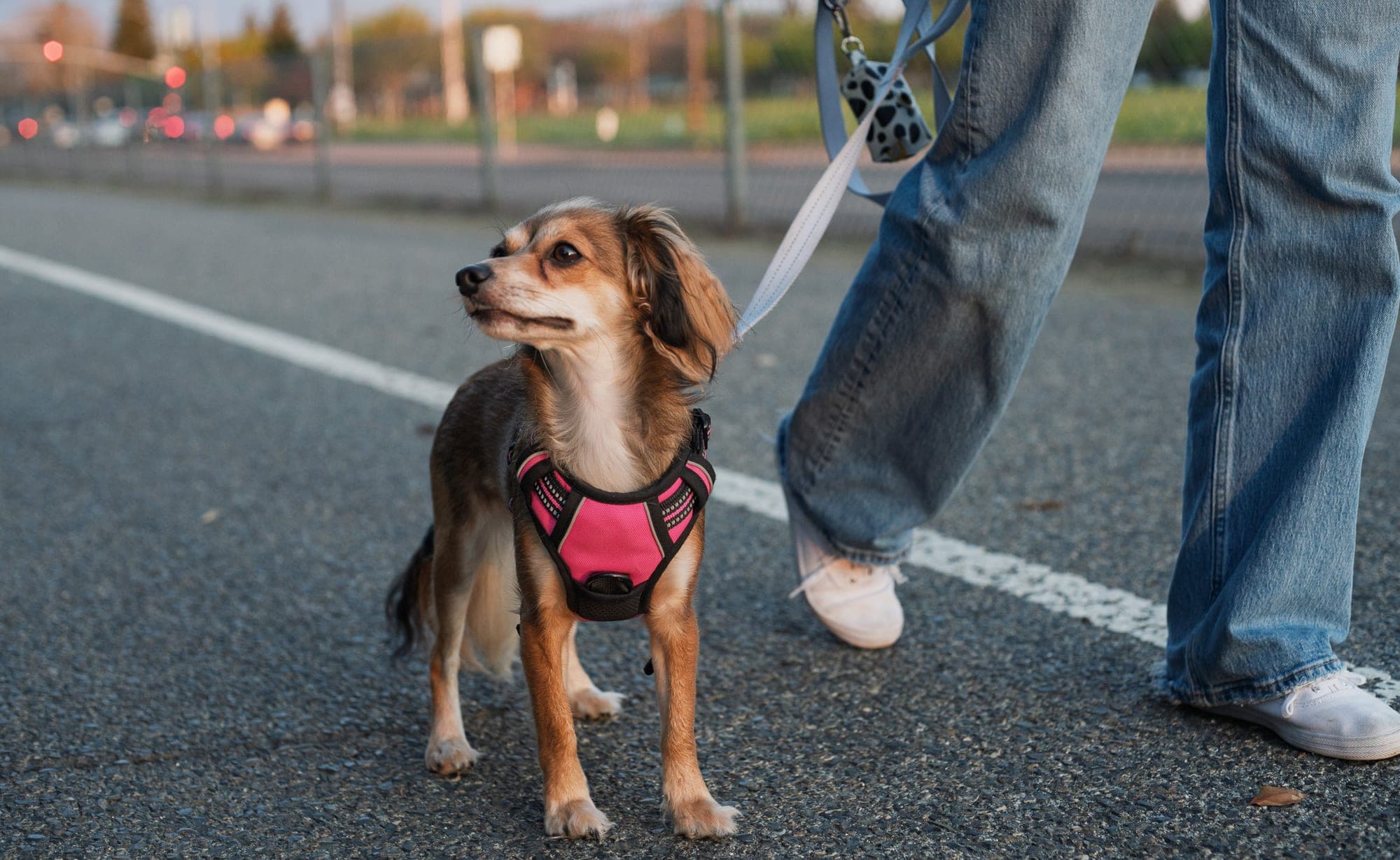 Long-haired dog in a pink harness pausing on an evening walk, city lights glowing behind