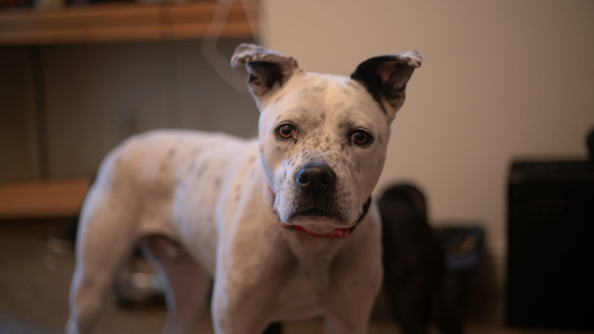 Pet photography session in Fresno, CA by Joe Hughes