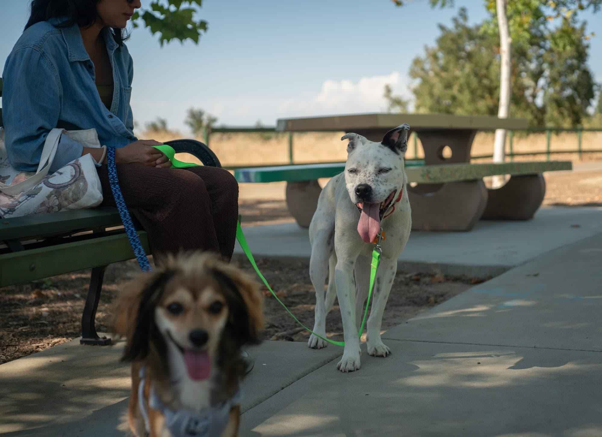 Pet photography session in Fresno, CA by Joe Hughes