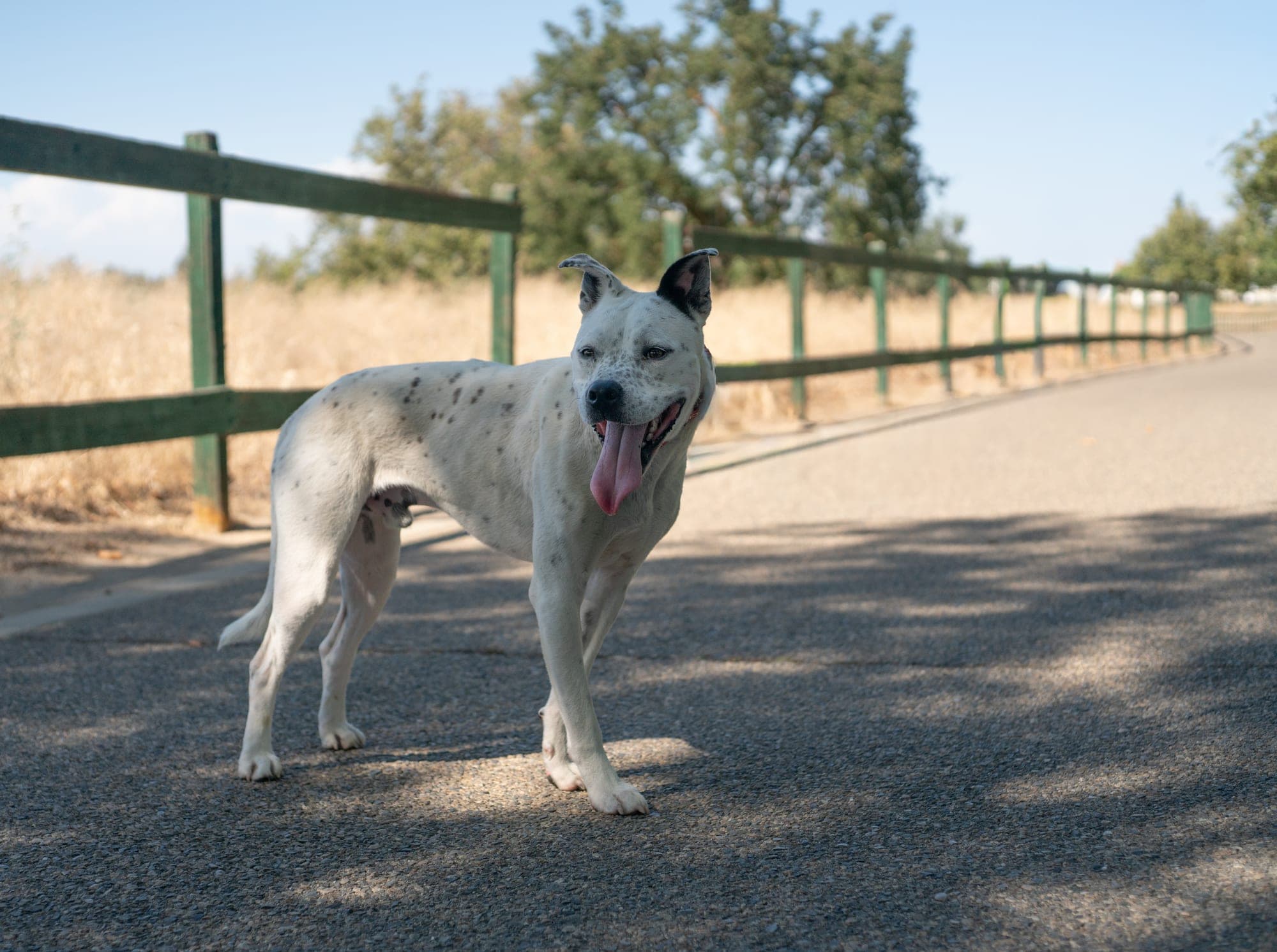 Pet photography session in Fresno, CA by Joe Hughes
