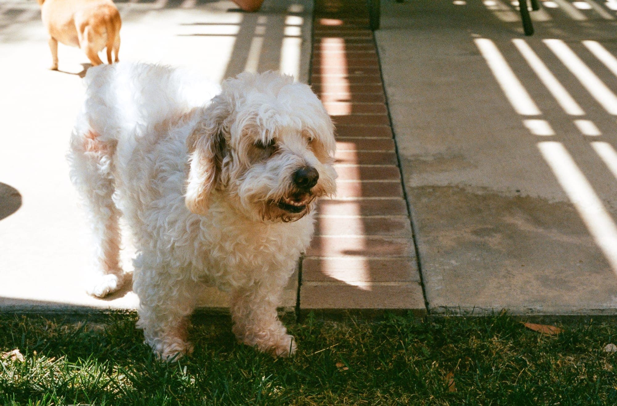 Pet photography session in Fresno, CA by Joe Hughes