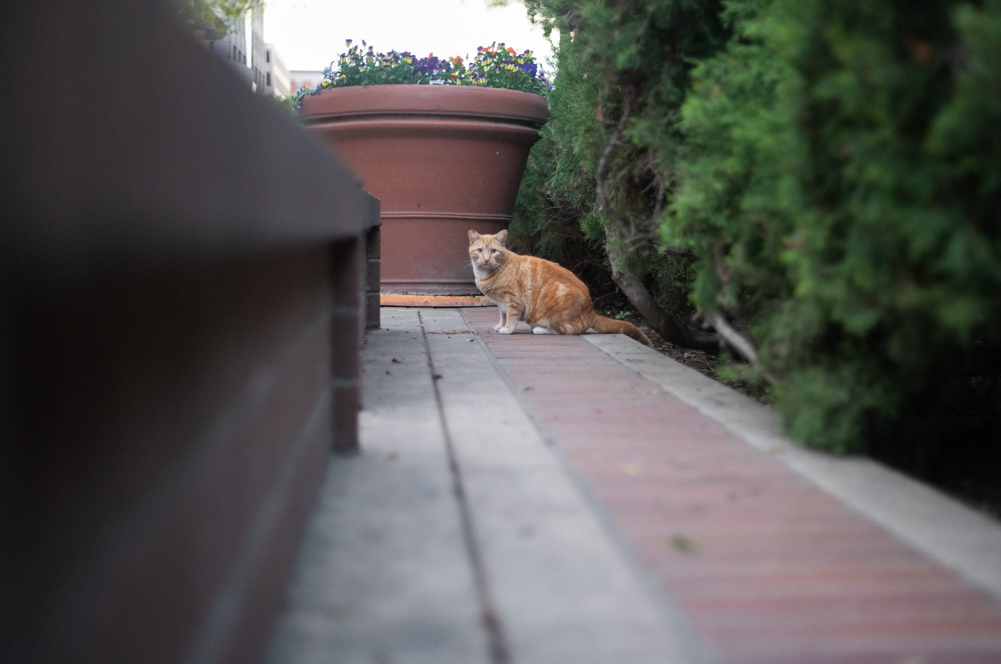 Orange tabby cat sitting on a brick garden path beside terracotta planters